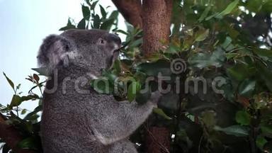 动物园里可爱的考拉在树林里吃<strong>桉树叶</strong>子的慢动作